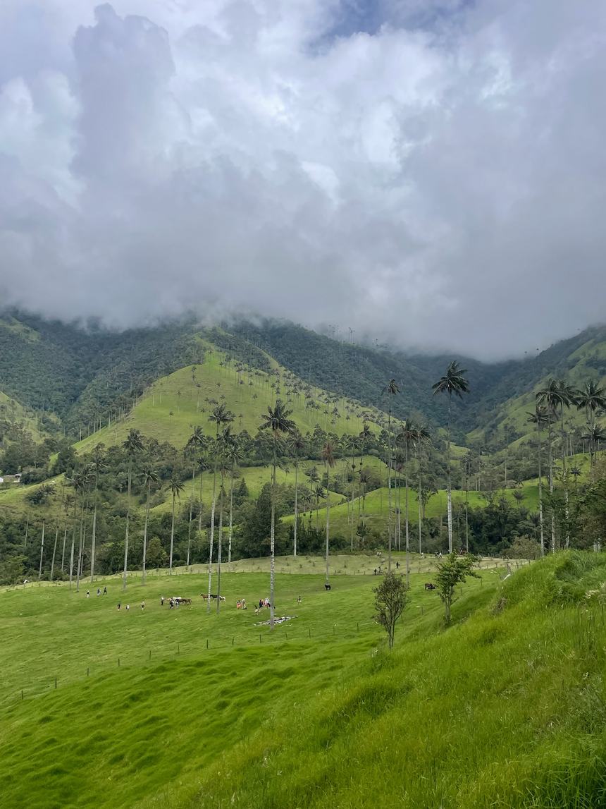 Wax palms in a Colombian valley